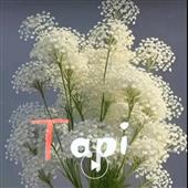 Tỷ